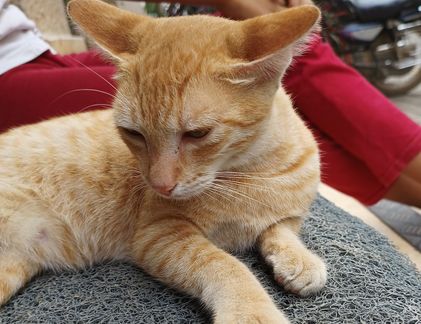 A Cat named Honey A Cat named Honey